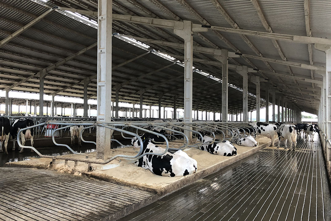 On Epp’s Regia Farm, almost all livestock is housed indoors, and even pastured cattle are bunk fed. That’s due to a lack of available pasture land as well as a highly variable climate.