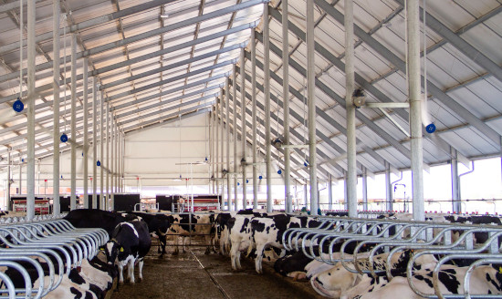 bozzini-farm---milking-robots-cooling-fans-and-wide-spaces-for-top-cows-welfare550