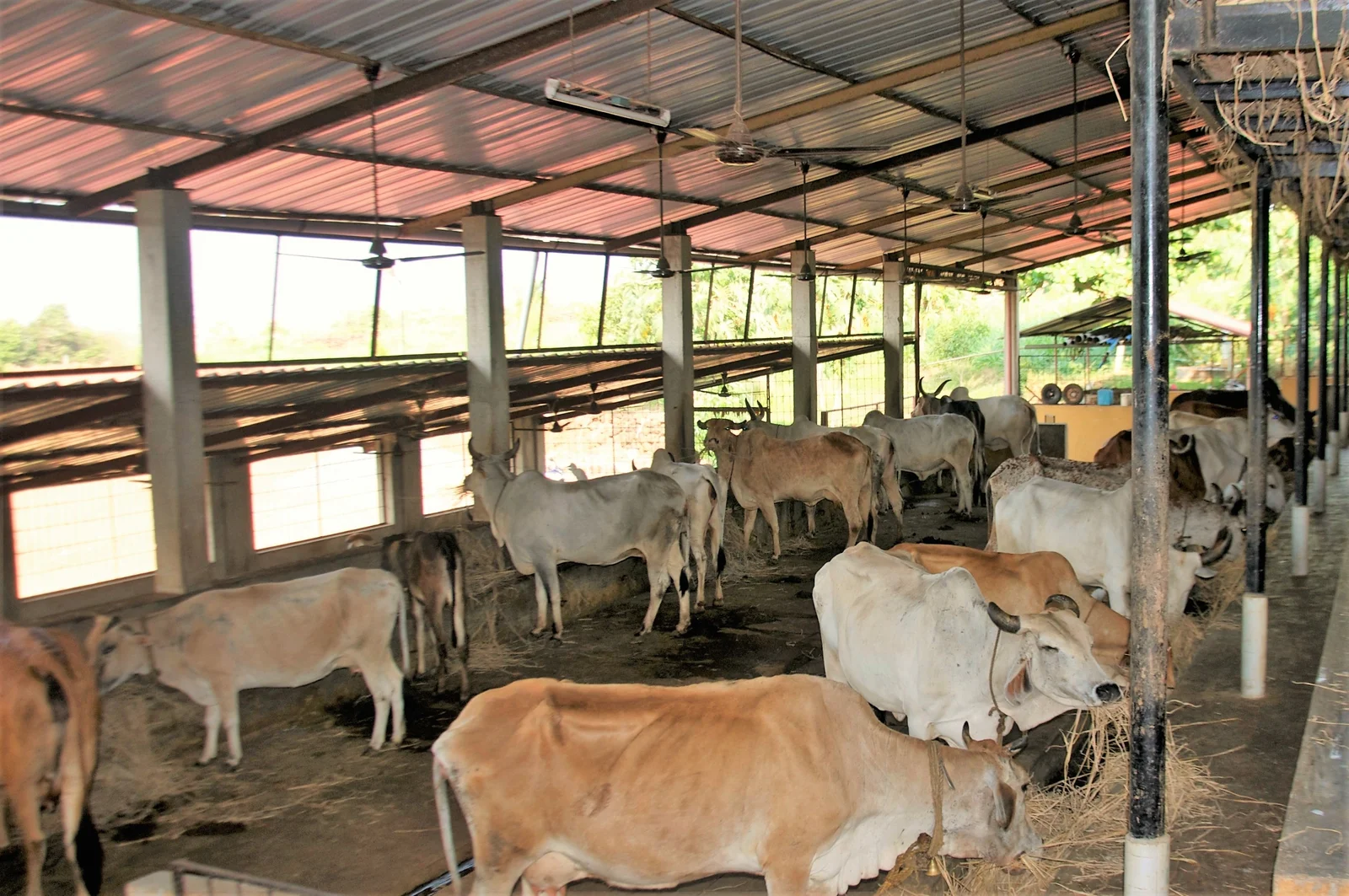 cow-shed-1