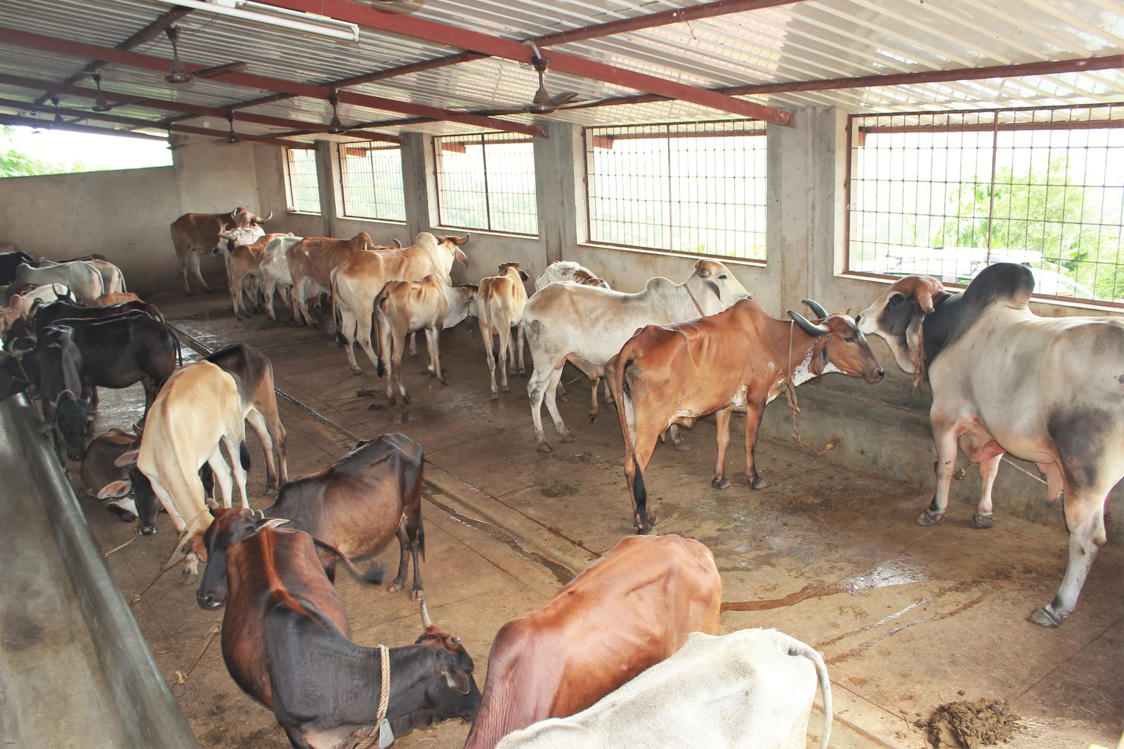 cow-shed-5