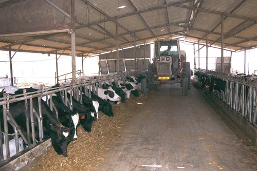 dairy-farm-shed-cow-farm-shed-cattle-farm-shed-500x500