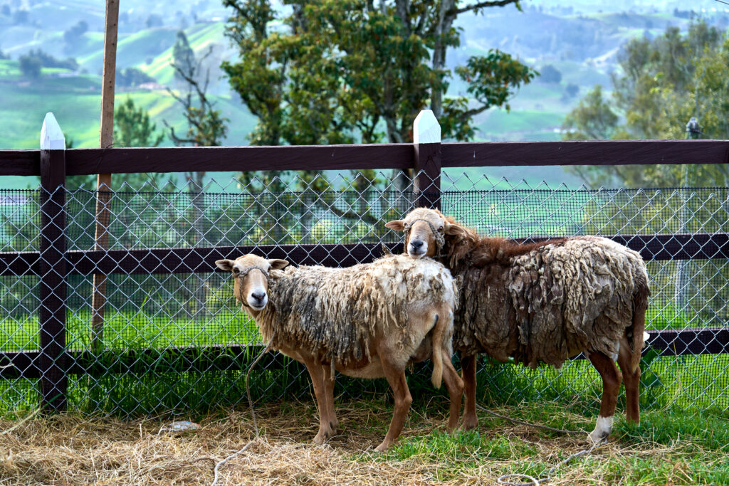 Elevated Goat Farm Shed Manufacturer from Hyderabad